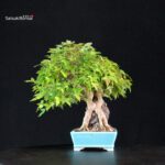 Acer Buergerianum - Kaede - immagine 4