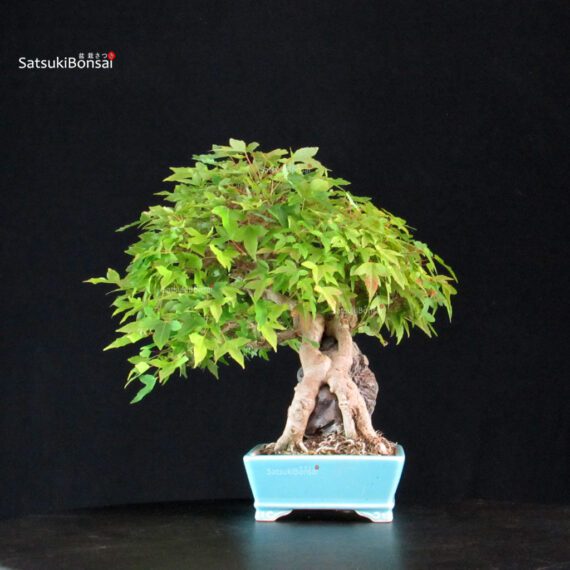 Acer Buergerianum - Kaede - immagine 4