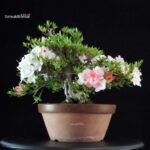 Azalea Satsuki Spp.