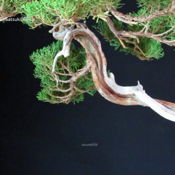 Juniperus Chinensis Itoigawa - Hokkaido - immagine 10
