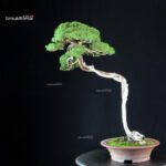 Juniperus Chinensis Itoigawa - Hokkaido - immagine 3