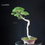 Juniperus Chinensis Itoigawa - Hokkaido - immagine 4
