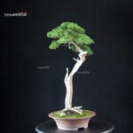 Juniperus Chinensis Itoigawa - Hokkaido - immagine 5