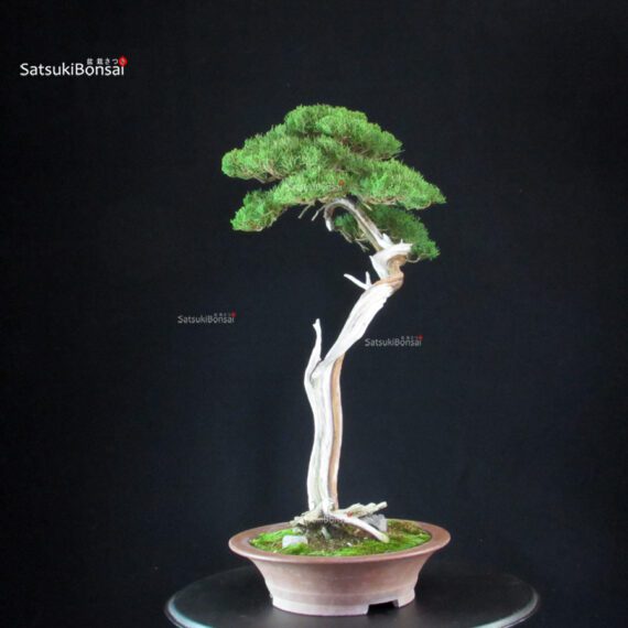 Juniperus Chinensis Itoigawa - Hokkaido - immagine 5