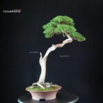 Juniperus Chinensis Itoigawa - Hokkaido - immagine 6