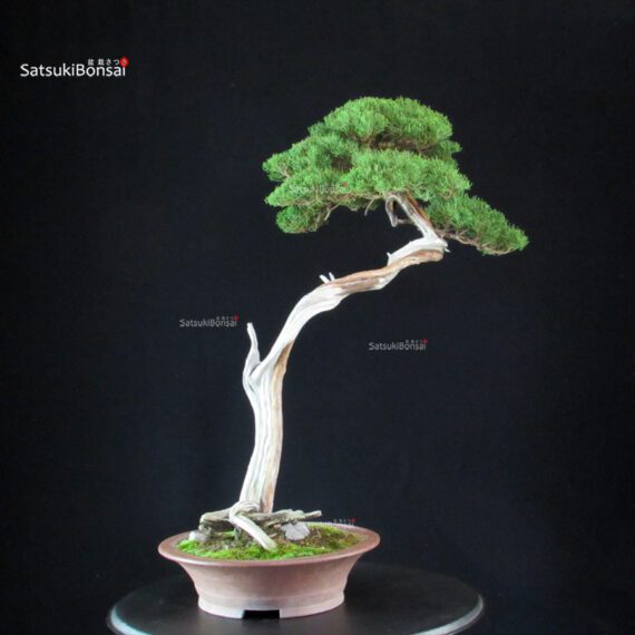 Juniperus Chinensis Itoigawa - Hokkaido - immagine 6