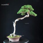 Juniperus Chinensis Itoigawa - Hokkaido - immagine 7