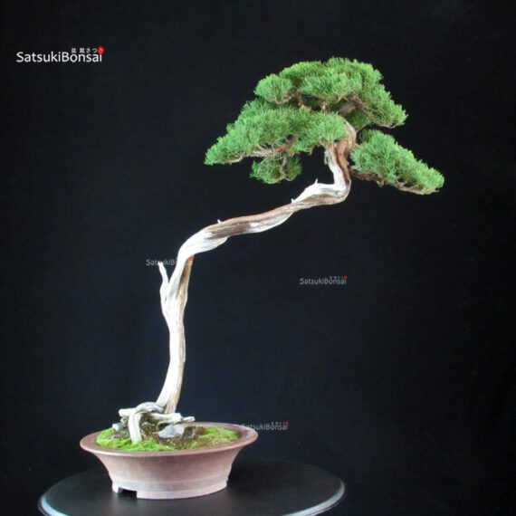 Juniperus Chinensis Itoigawa - Hokkaido - immagine 7
