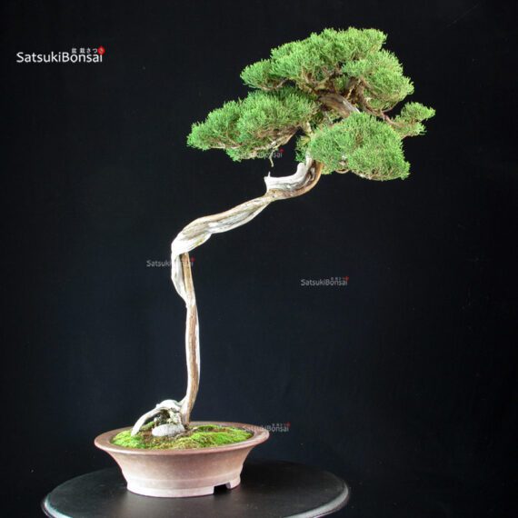 Juniperus Chinensis Itoigawa - Hokkaido - immagine 8