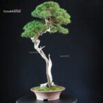 Juniperus Chinensis Itoigawa - Hokkaido - immagine 9