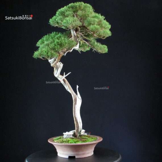 Juniperus Chinensis Itoigawa - Hokkaido - immagine 9