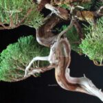 Juniperus Chinensis Itoigawa - Hokkaido - immagine 2