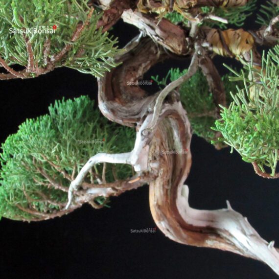Juniperus Chinensis Itoigawa - Hokkaido - immagine 2