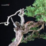 Juniperus Chinensis Kishu - Hokkaido - immagine 7