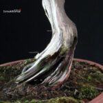 Juniperus Chinensis Kishu - Hokkaido - immagine 8