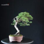 Juniperus Chinensis Kishu - Hokkaido - immagine 3
