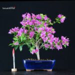 Bougainvillea Glabra