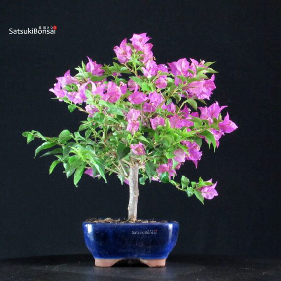 Bougainvillea Glabra - immagine 5