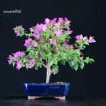 Bougainvillea Glabra - immagine 4