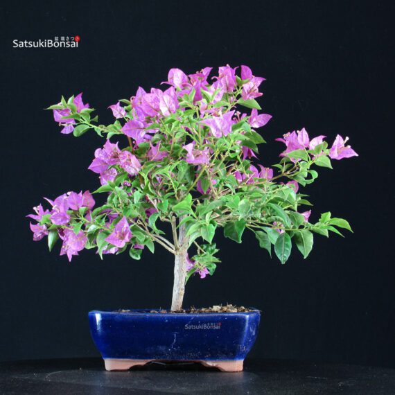 Bougainvillea Glabra - immagine 4