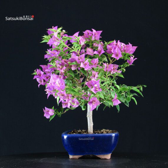Bougainvillea Glabra - immagine 3