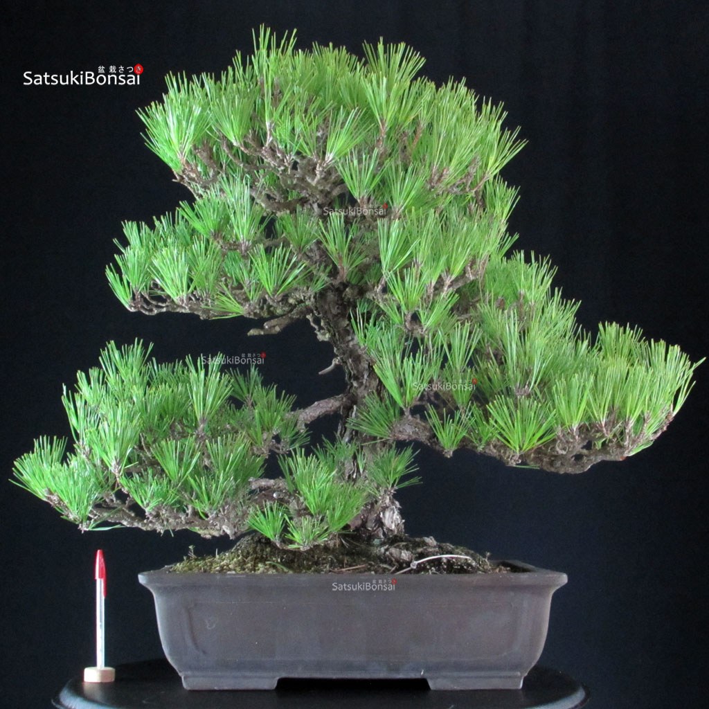 1453_1-Kuromatsu Pinus Thunbergii Kuromatsu - immagine 1