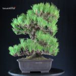 Pinus Thunbergii Kuromatsu - immagine 2