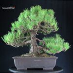 Pinus Thunbergii Kuromatsu - immagine 3