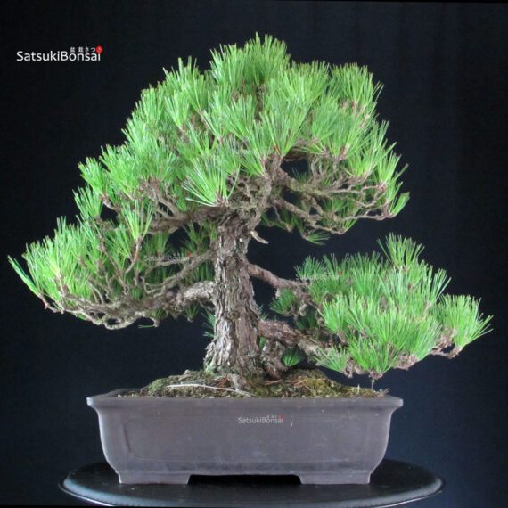 Pinus Thunbergii Kuromatsu - immagine 3