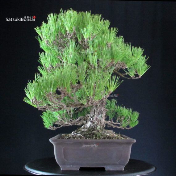 Pinus Thunbergii Kuromatsu - immagine 4