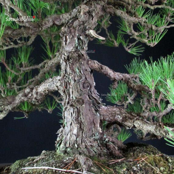 Pinus Thunbergii Kuromatsu - immagine 5