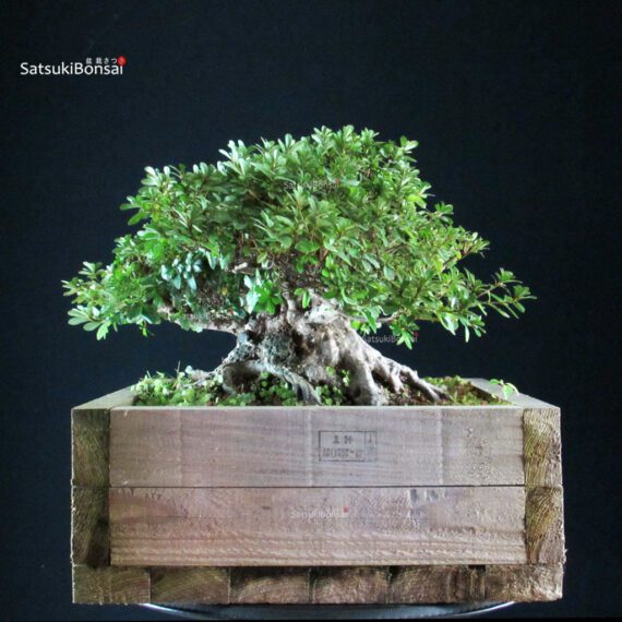 Azalea Satsuki KAHO - immagine 3