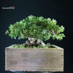 Azalea Satsuki KAHO - immagine 4