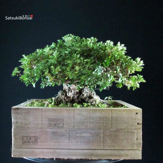 Azalea Satsuki KAHO - immagine 4