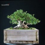 Azalea Satsuki KAHO - immagine 5