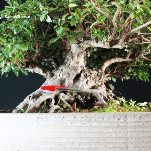 Azalea Satsuki KAHO - immagine 6