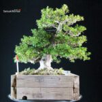 Azalea Satsuki AOZORA