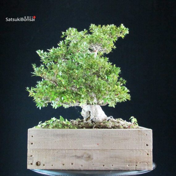 Azalea Satsuki AOZORA - immagine 3