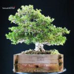 Azalea Satsuki AOZORA - immagine 4