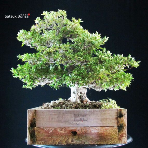 Azalea Satsuki AOZORA - immagine 4