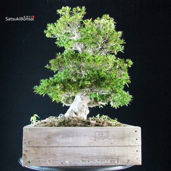 Azalea Satsuki AOZORA - immagine 5