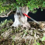 Azalea Satsuki AOZORA - immagine 6