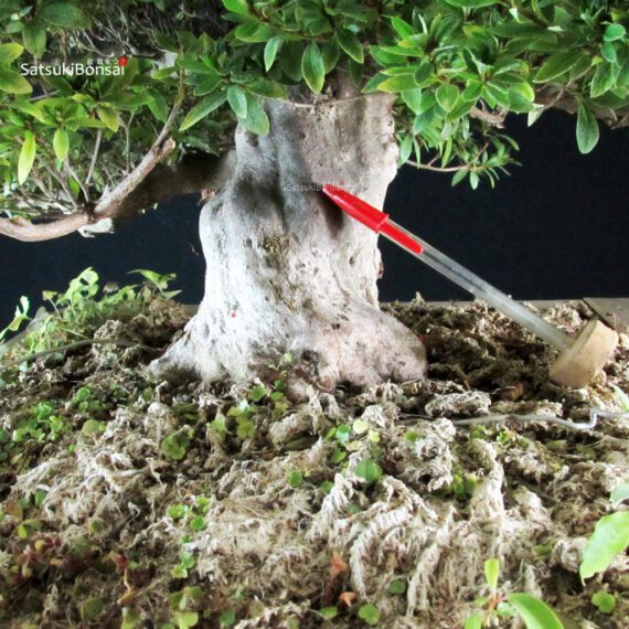 Azalea Satsuki AOZORA - immagine 6