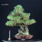 Pinus Thunbergii Kuromatsu Ishizuki