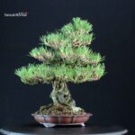 Pinus Thunbergii Kuromatsu Ishizuki - immagine 2