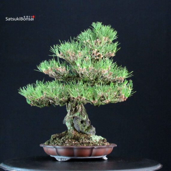 Pinus Thunbergii Kuromatsu Ishizuki - immagine 2