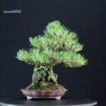 Pinus Thunbergii Kuromatsu Ishizuki - immagine 3