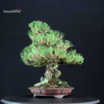 Pinus Thunbergii Kuromatsu Ishizuki - immagine 4