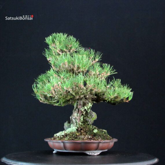 Pinus Thunbergii Kuromatsu Ishizuki - immagine 4