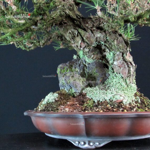 Pinus Thunbergii Kuromatsu Ishizuki - immagine 6